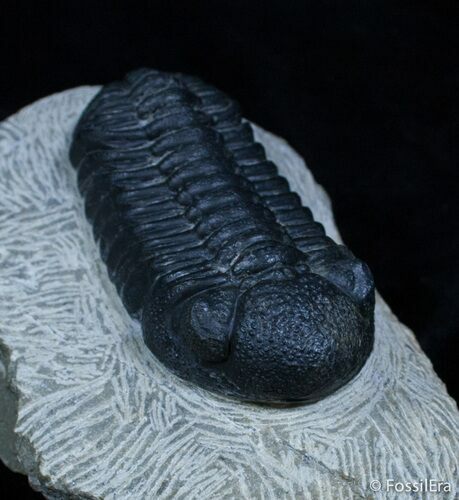 / Inch Prone Phacops Speculator Trilobite #2264